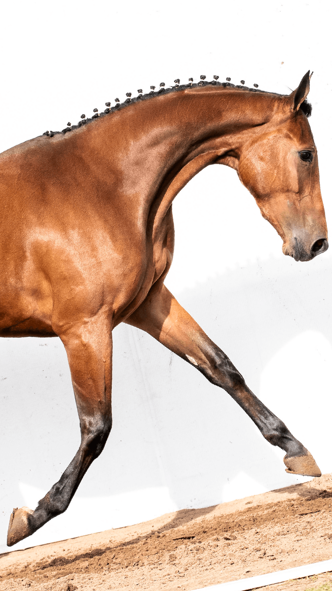 Pegasus Chacha